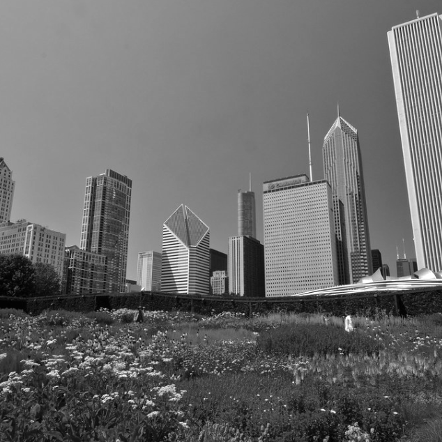 The Rolling Hills of Bliss: Exploring Lurie Garden in Millennium Park